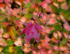 USA-Washington State-Pacific Northwest Sammamish frost rimmed Barberry Art Print